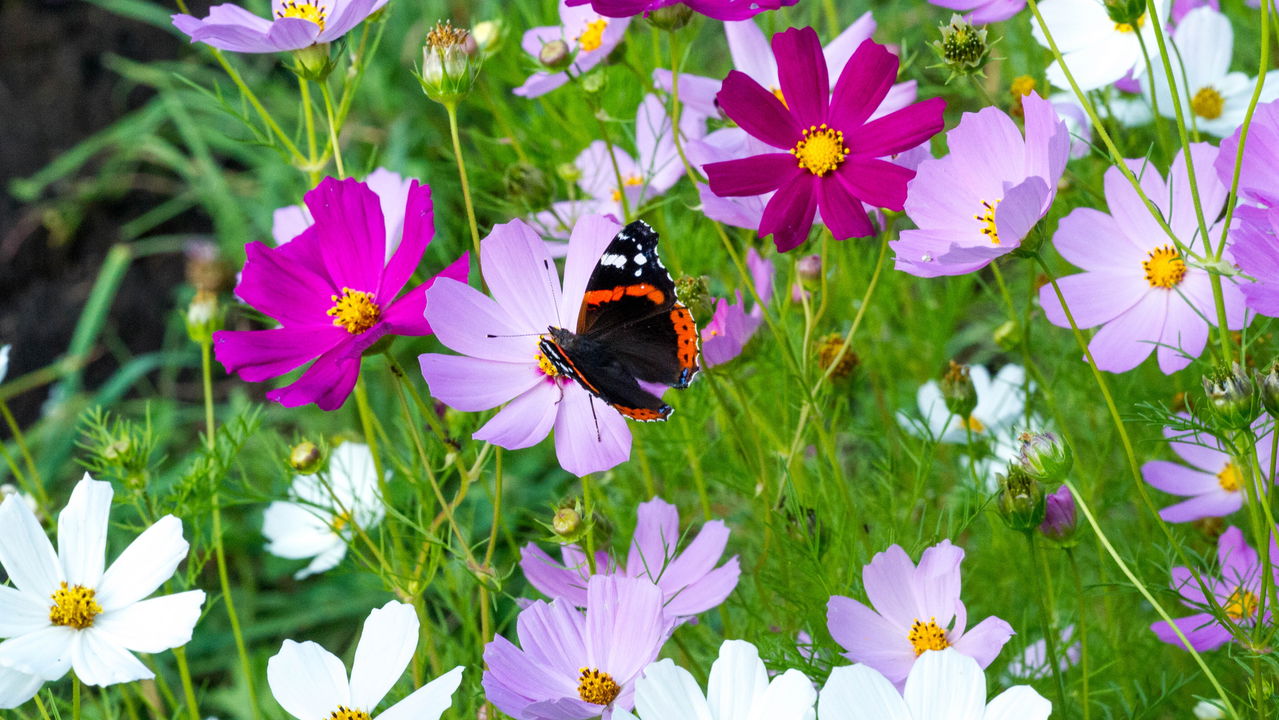 3 flores de primavera para criar um jardim vibrante