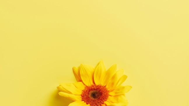 Cultivar girassóis Cultivar girassóis