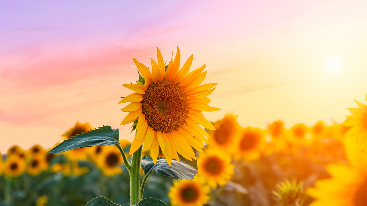 Plantas para cada signo como atrair harmonia e bem-estar
