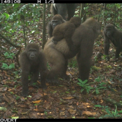 Macacos mais raros do mundo são flagrados em câmera de trilha