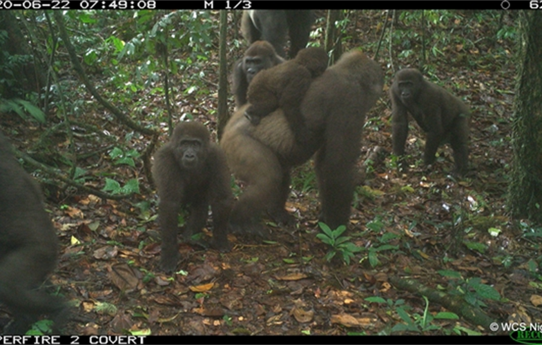 Macacos mais raros do mundo são flagrados em câmera de trilha Macacos mais raros do mundo são flagrados em câmera de trilha