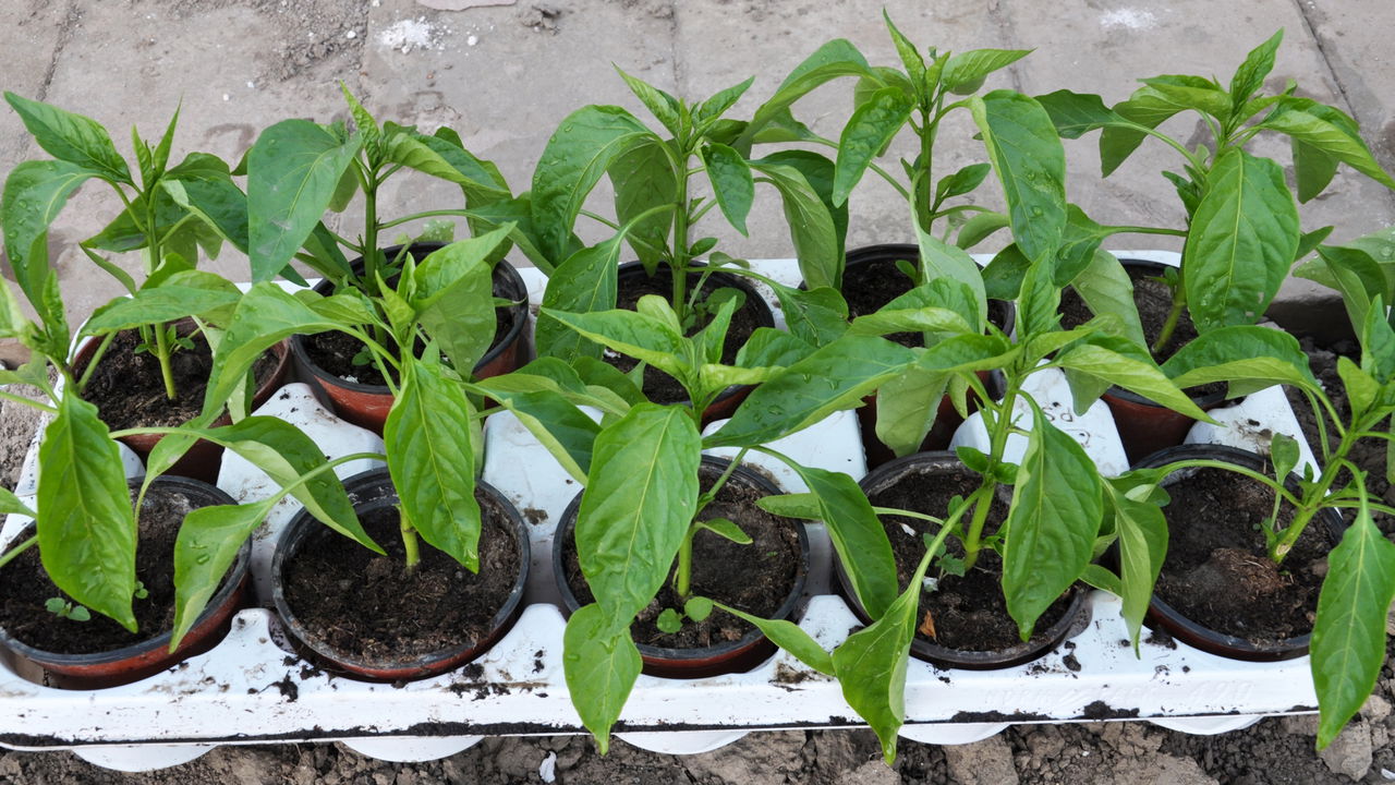 Mini horta de pimentões