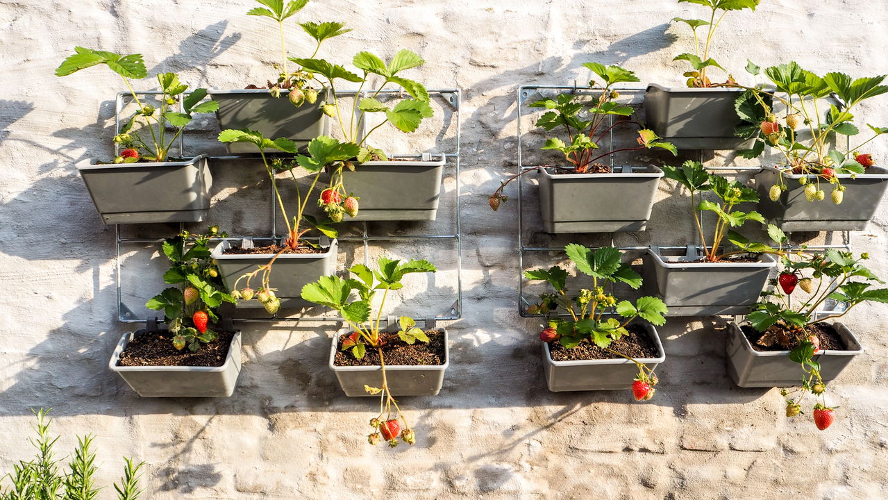 Gêmeos e Áries encontram alegria em plantar hortas caseiras, transformando o cultivo de ervas e verduras em uma experiência repleta de vitalidade e criatividade