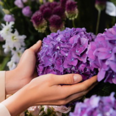 hortênsias