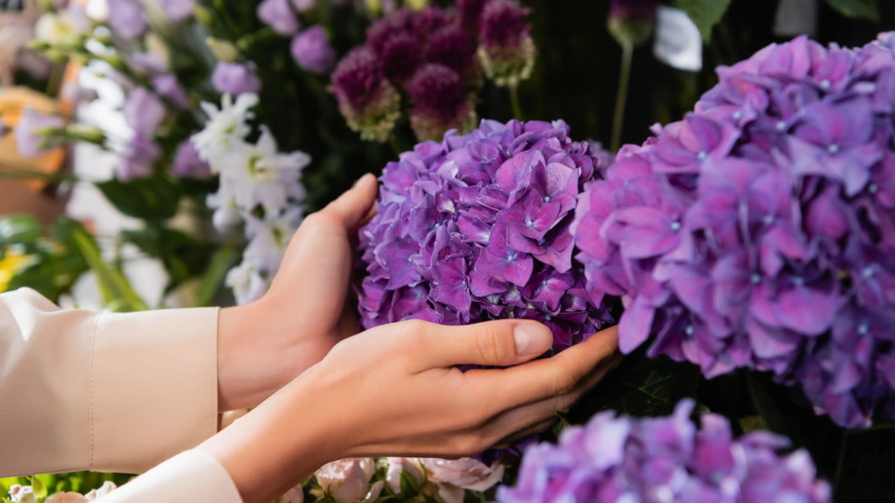 hortênsias