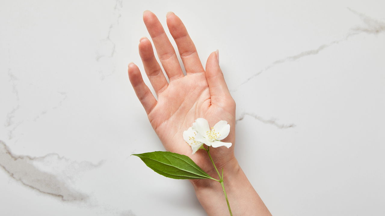 O cultivo do jasmim no jardim transforma ambientes e atrai diferentes energias conforme a personalidade de cada signo do zodíaco