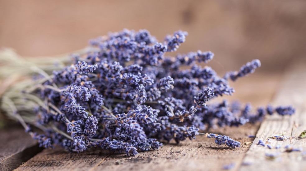 Escorpião e Peixes atraem boas energias ao manter a lavanda em ambientes domésticos, reforçando o bem-estar energético de cada signo