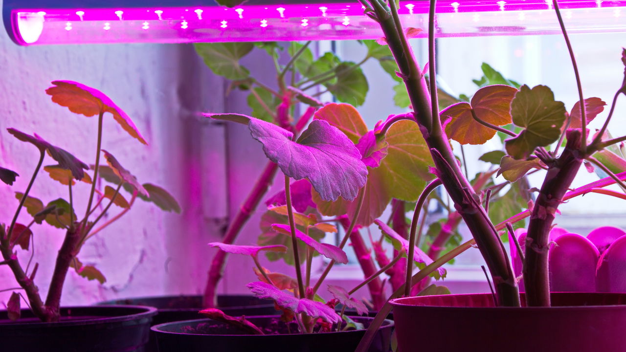 Agricultura indoor transforma cidades com jardinagem urbana de alta tecnologia