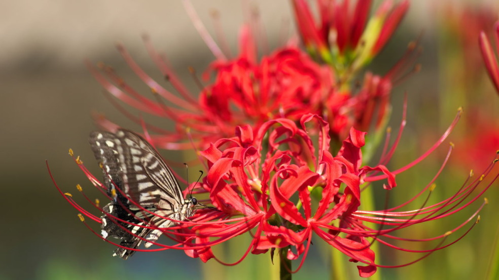 Conheça a flor que significa morte no Japão