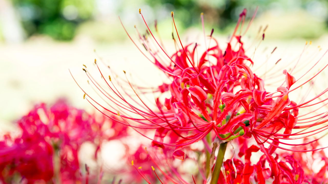 Conheça a flor que significa morte no Japão