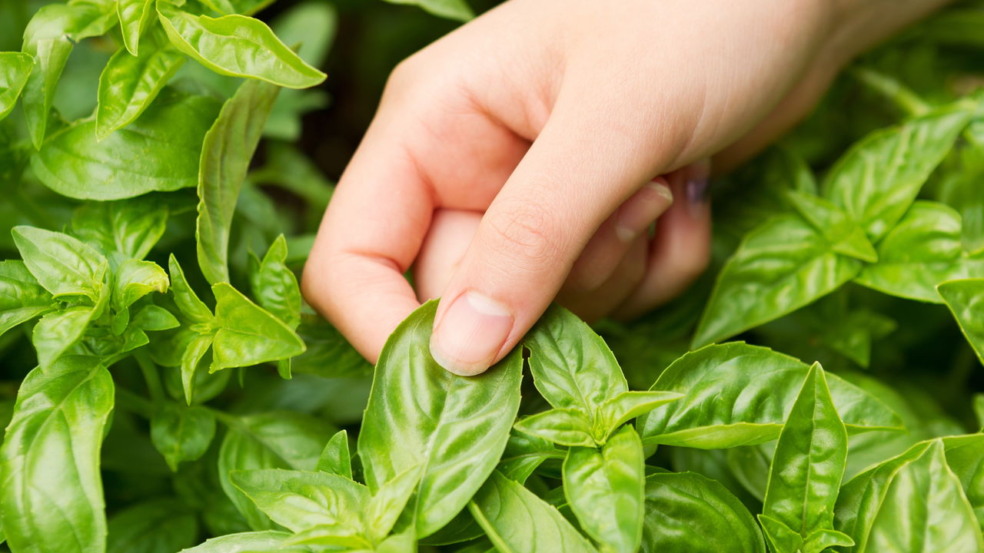 Essa planta afasta mosquitos e é perfeita para o clima de Niterói