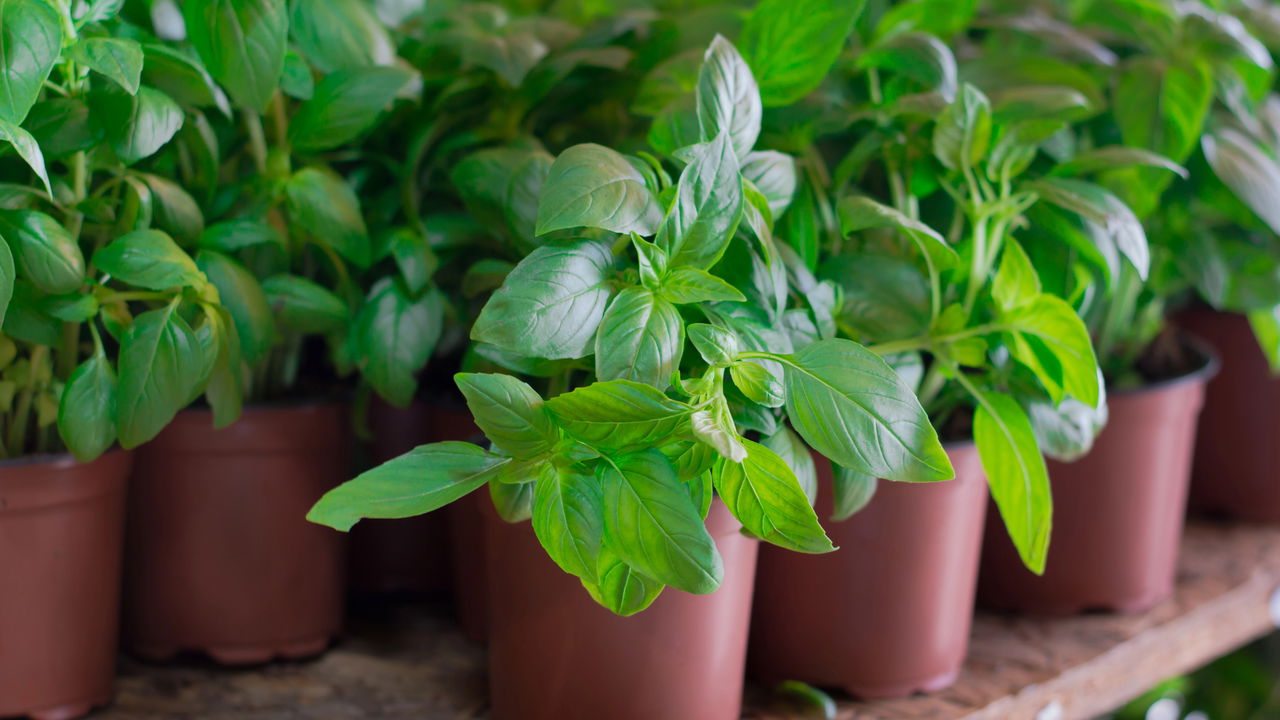 Essa planta afasta mosquitos e é perfeita para o clima de Niterói