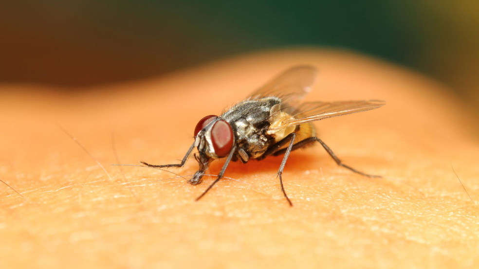 As moscas também chegaram na sua casa? É isso que você precisa fazer