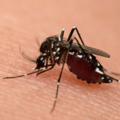 O único país do mundo sem mosquitos