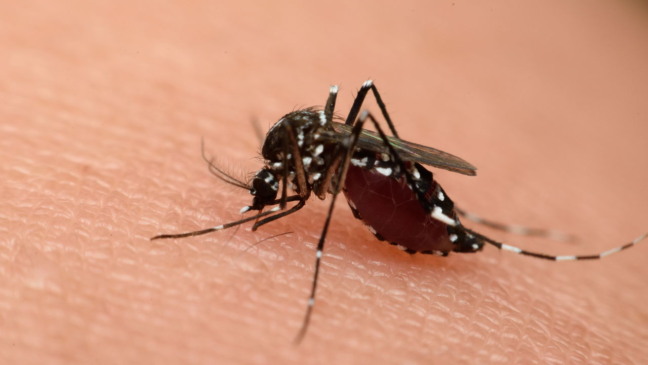 O único país do mundo sem mosquitos