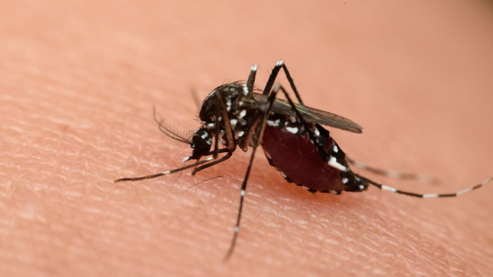 O único país do mundo sem mosquitos O único país do mundo sem mosquitos