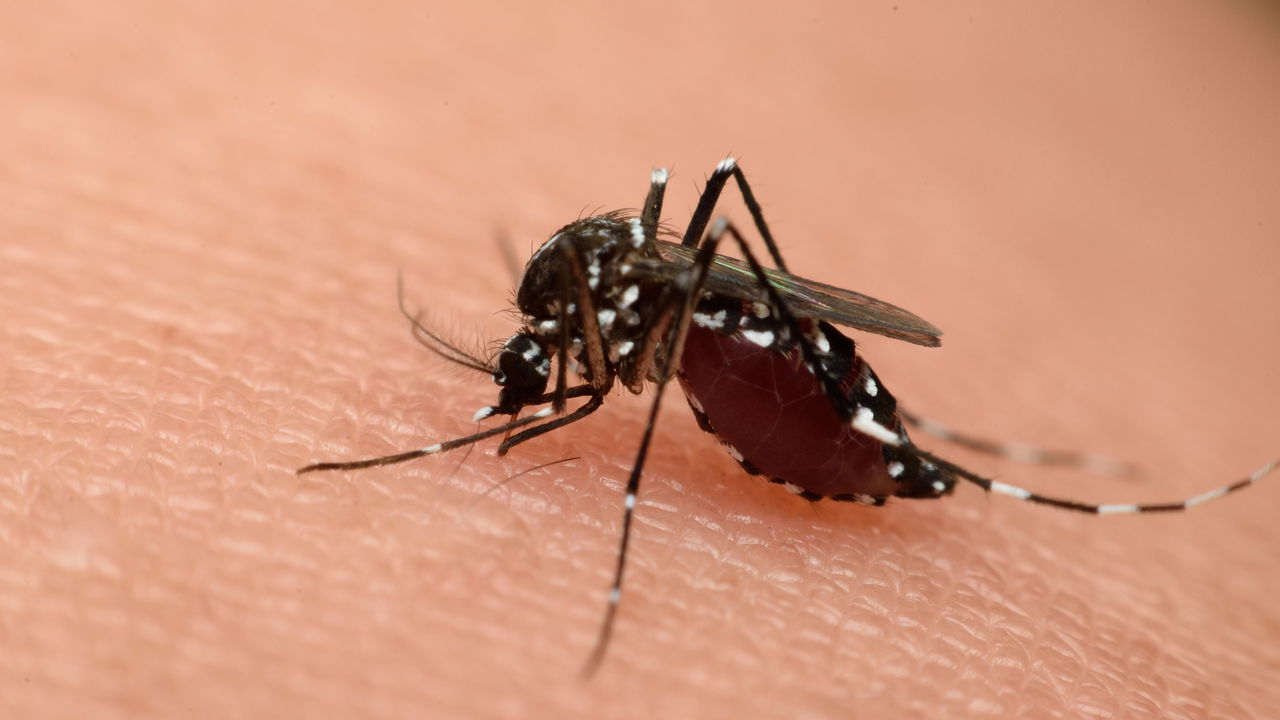 O único país do mundo sem mosquitos