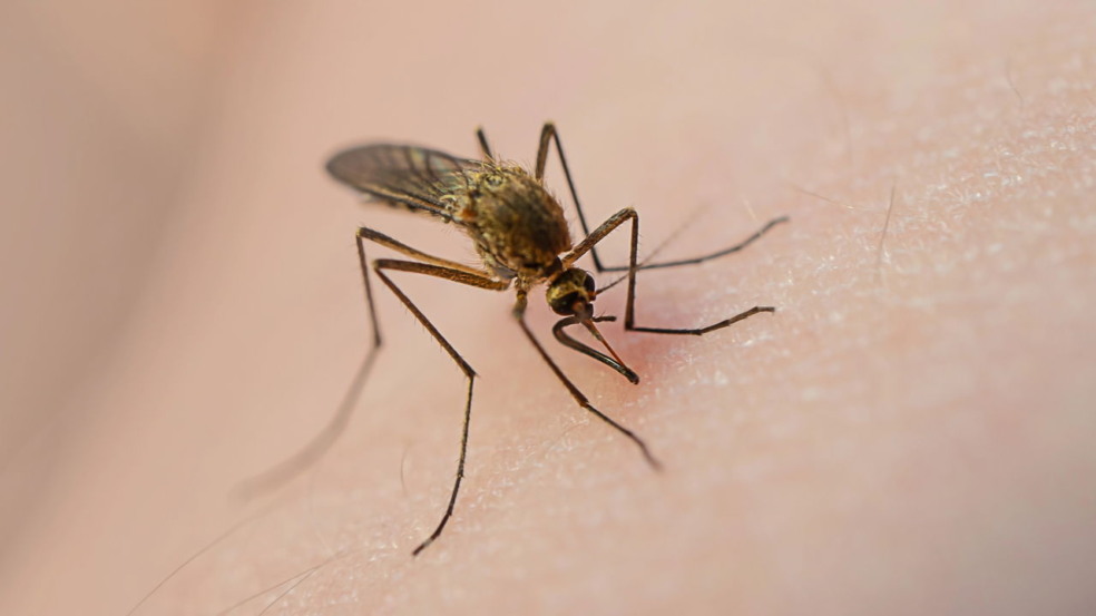 Truques práticos para afastar mosquitos e proteger sua casa