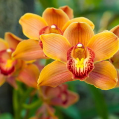 cuidadosos com orquídeas delicadas
