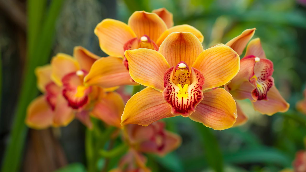 cuidadosos com orquídeas delicadas