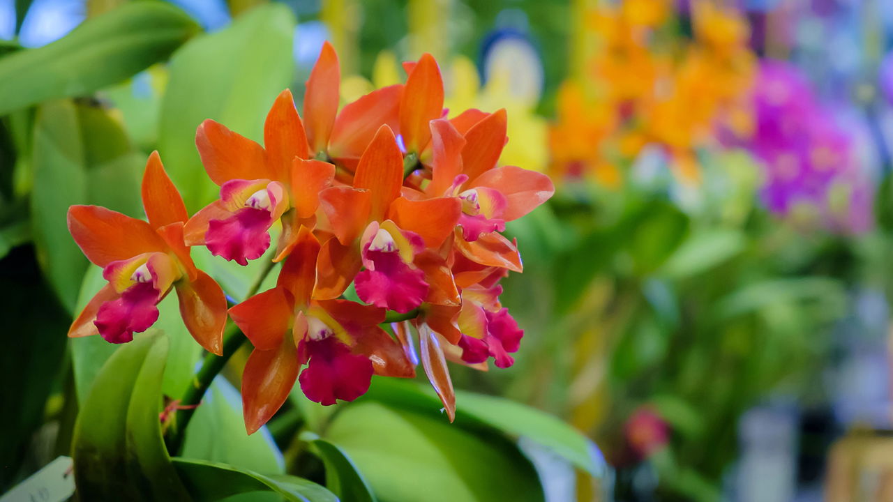 Cuidadosos com orquídeas delicadas