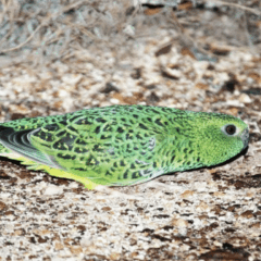 Ave rara e bela, considerada extinta, é redescoberta após 100 anos sem avistamentos