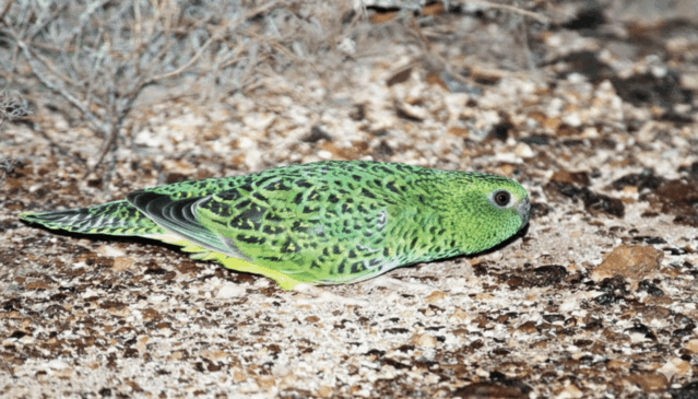 Ave rara e bela, considerada extinta, é redescoberta após 100 anos sem avistamentos Ave rara e bela, considerada extinta, é redescoberta após 100 anos sem avistamentos