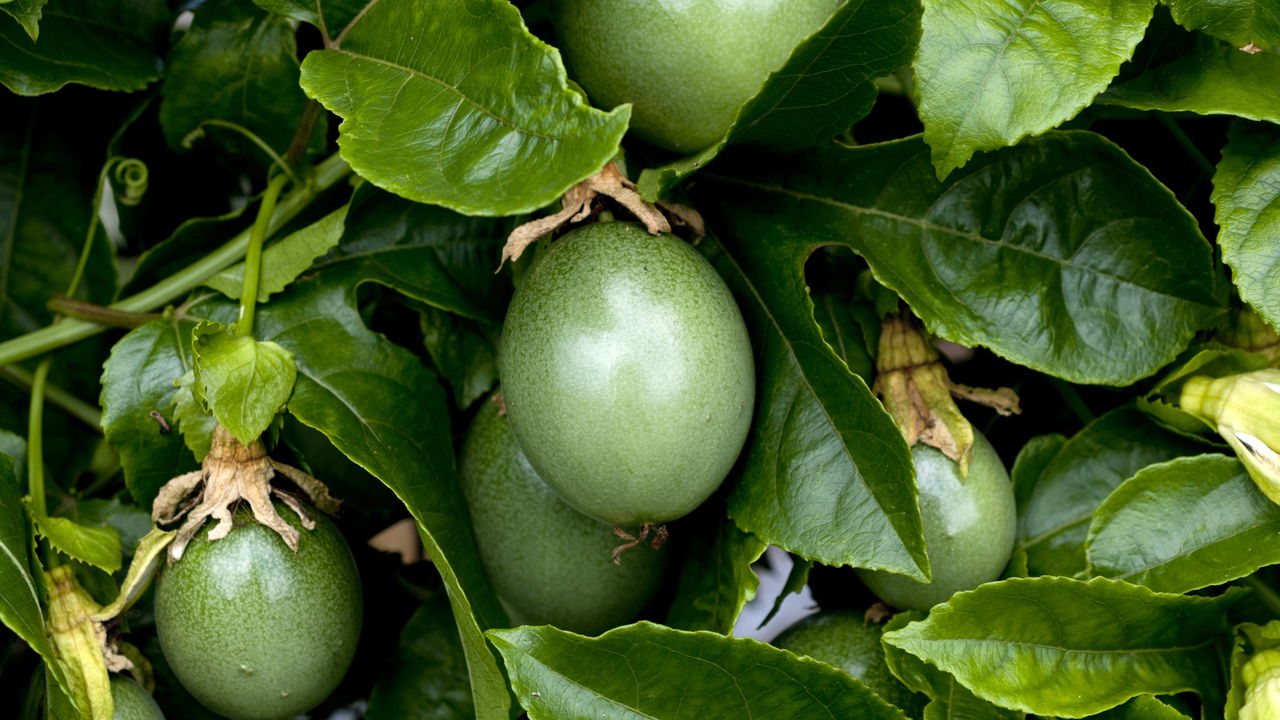 Passo a passo para plantar maracujá usando só a fruta do mercado