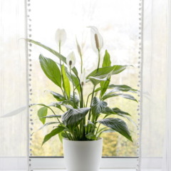 Os lírios-da-paz terão folhas sempre verdes se essa tarefa de 5 segundos for realizada