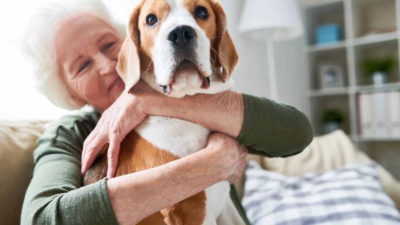 Quais são os efeitos da presença de pets na saúde mental dos idosos