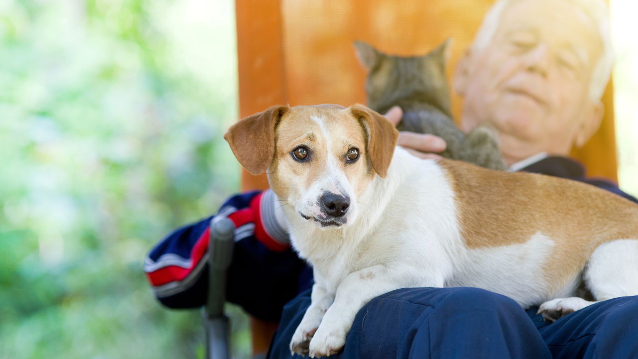 Quais são os efeitos da presença de pets na saúde mental dos idosos