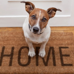 Com truques simples você terá pets felizes e uma casa sempre organizada