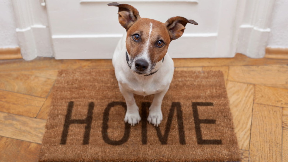 Com truques simples você terá pets felizes e uma casa sempre organizada