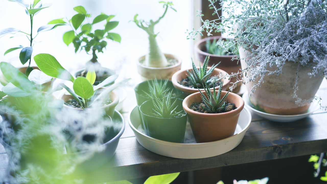Como trazer a natureza para dentro de casa de forma fácil