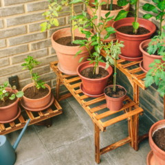 Como trazer a natureza para dentro de casa de forma fácil