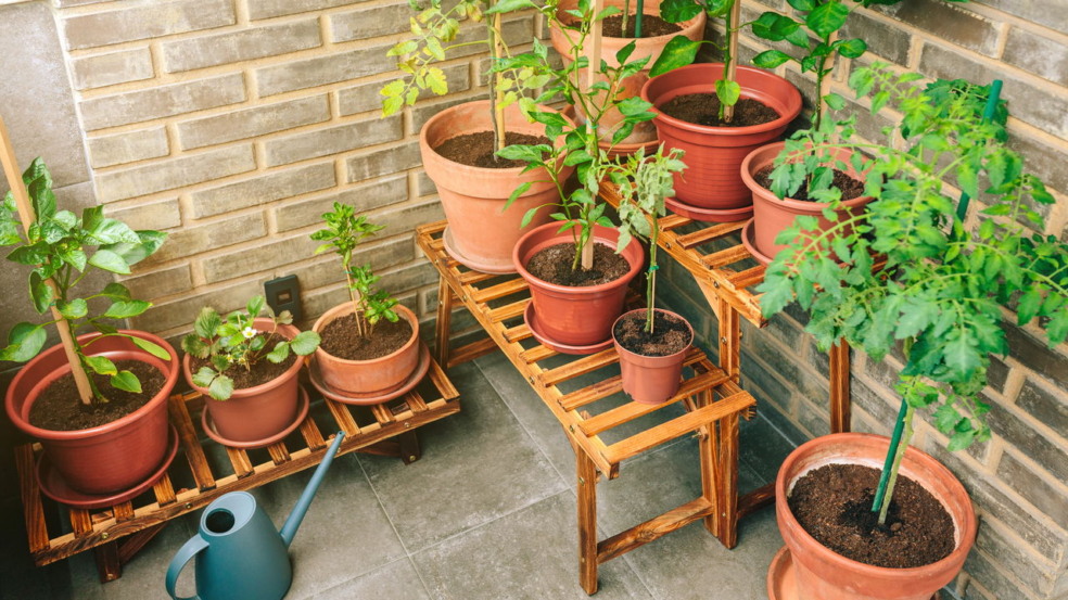 Como trazer a natureza para dentro de casa de forma fácil