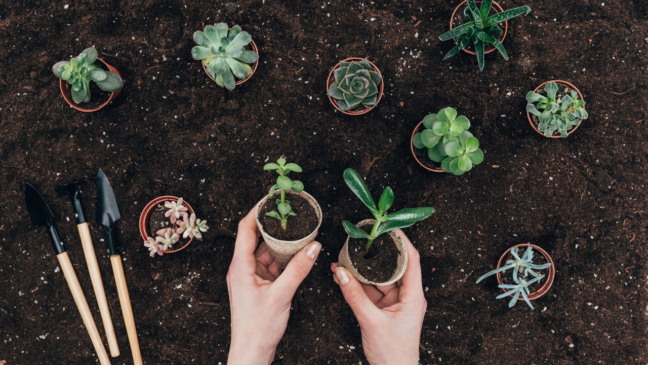 Signos do zodíaco e suas plantas correspondentes