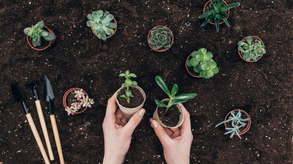 Signos do zodíaco e suas plantas correspondentes