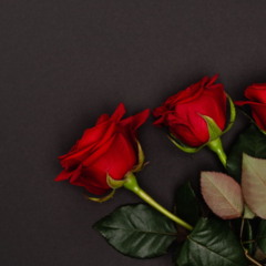 cuidando de rosas