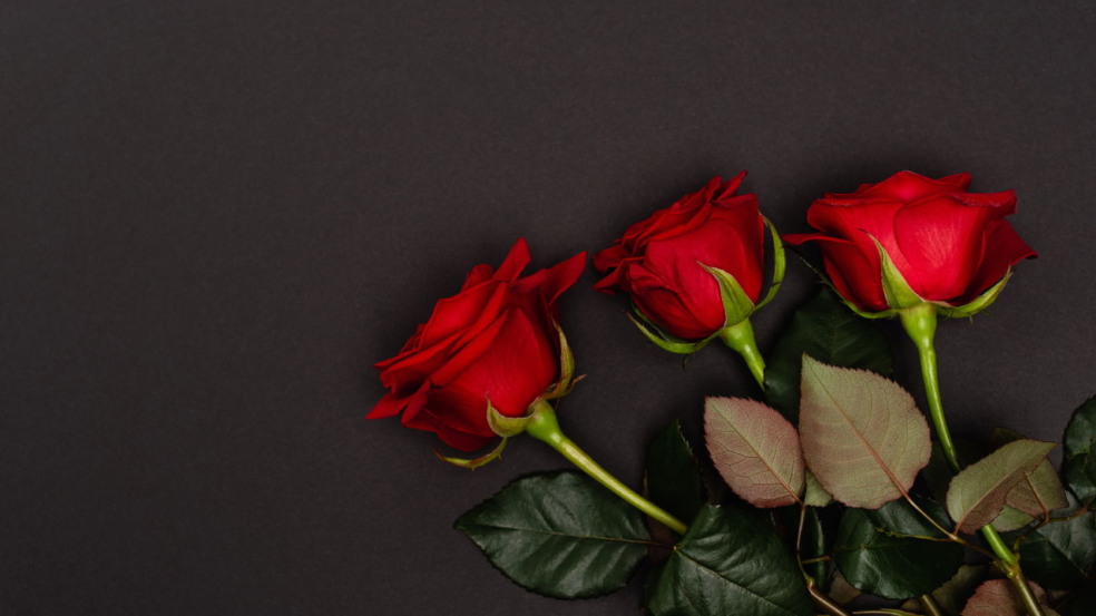 cuidando de rosas cuidando de rosas