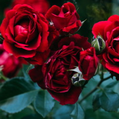 Como cultivar rosas garantindo flores delicadas e saudáveis