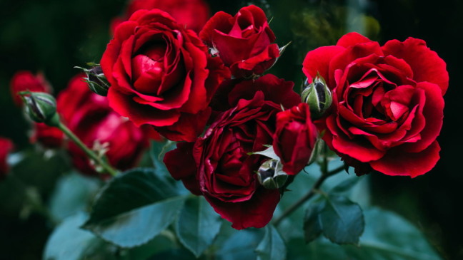 Como cultivar rosas garantindo flores delicadas e saudáveis