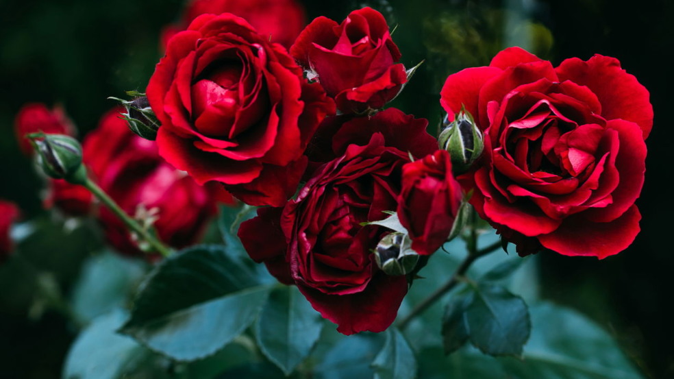Como cultivar rosas garantindo flores delicadas e saudáveis