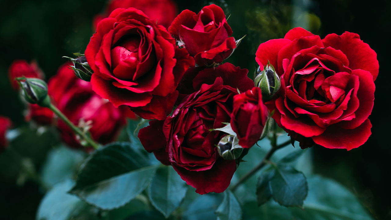 Como cultivar rosas garantindo flores delicadas e saudáveis