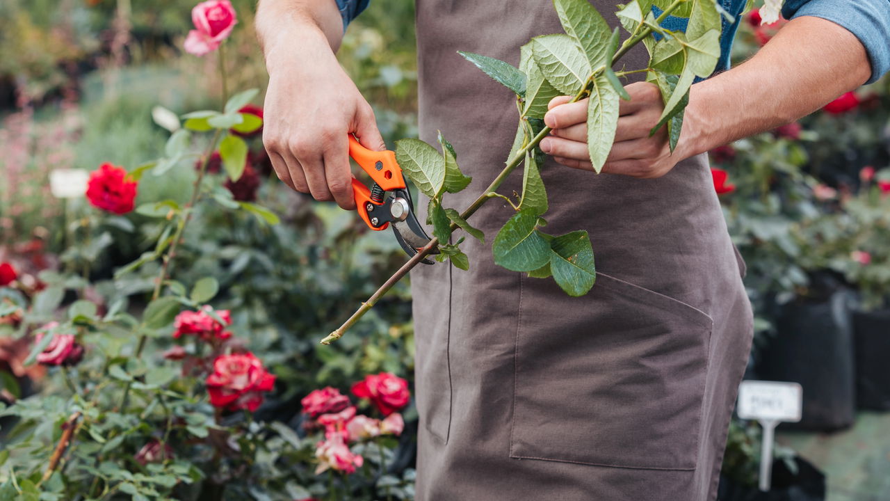 Como cultivar rosas garantindo flores delicadas e saudáveis