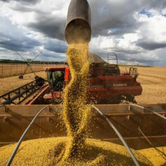 O volume obtido na colheita de grãos na safra 2024/2025 representa uma alta de 16,3% sobre a temporada anterior - Foto: Agência Brasil
