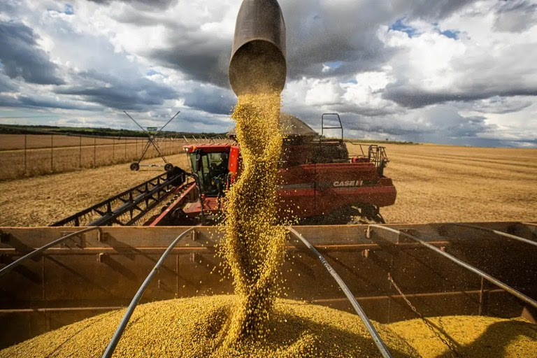 O volume obtido na colheita de grãos na safra 2024/2025 representa uma alta de 16,3% sobre a temporada anterior - Foto: Agência Brasil
