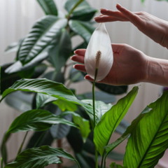 Apenas uma colher de sopa disso e o seu lírio da paz se encherá de folhas saudáveis