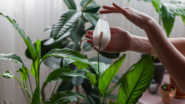 Apenas uma colher de sopa disso e o seu lírio da paz se encherá de folhas saudáveis