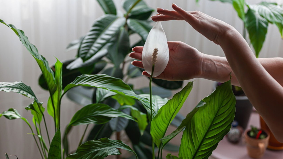 Apenas uma colher de sopa disso e o seu lírio da paz se encherá de folhas saudáveis Apenas uma colher de sopa disso e o seu lírio da paz se encherá de folhas saudáveis